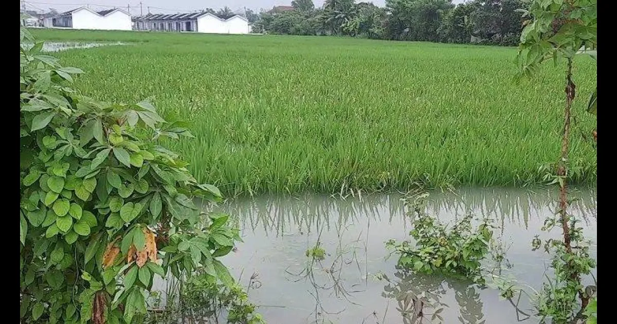 berita desa WANASARI